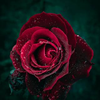 4k black rose wallpaper