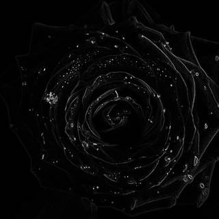 4k black rose wallpaper