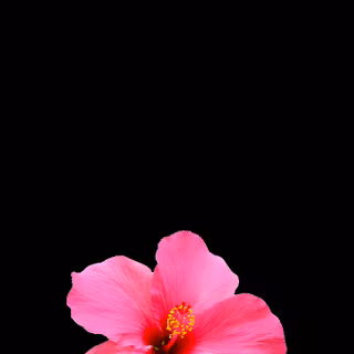 iPhone pink 4k wallpaper