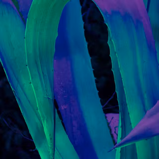 Green purple 4k wallpaper