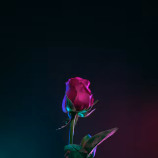 4k black rose wallpaper