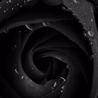 4k black rose wallpaper