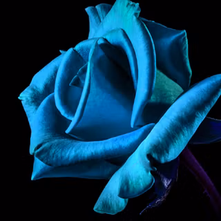 4k black rose wallpaper