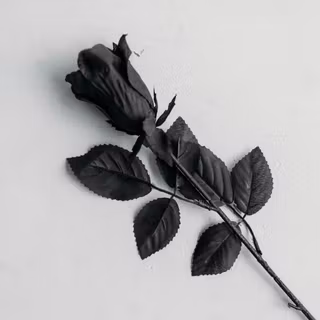 4k black rose wallpaper