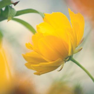 Yellow 4k desktop wallpaper