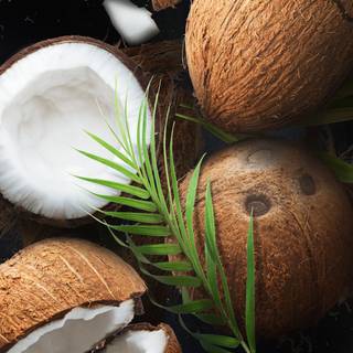 Coconut 4k wallpaper