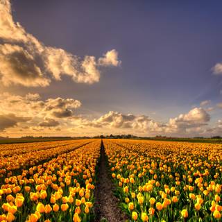 Yellow 4k desktop wallpaper