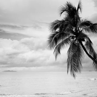 Coconut 4k wallpaper