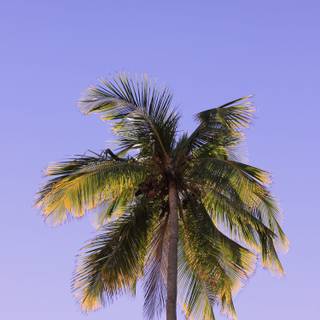 Coconut 4k wallpaper