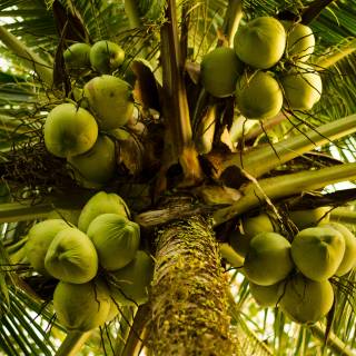 Coconut 4k wallpaper