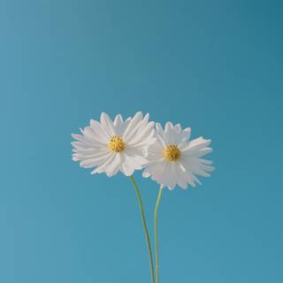 4k sky blue wallpaper