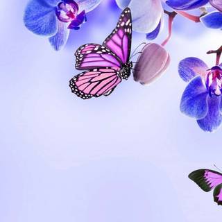Purple butterfly desktop wallpaper