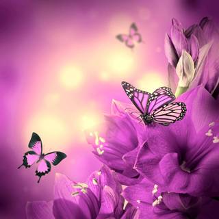 Purple butterfly desktop wallpaper
