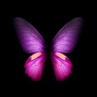 Purple butterfly desktop wallpaper