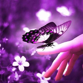 Purple butterfly desktop wallpaper