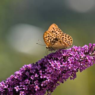 Purple butterfly desktop wallpaper