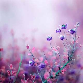 Aesthetic lavender desktop wallpaper