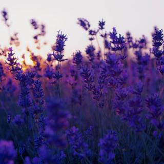 Aesthetic lavender desktop wallpaper