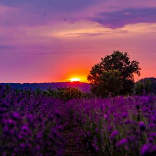 Aesthetic lavender desktop wallpaper