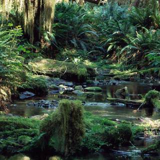 Rainforest desktop wallpaper