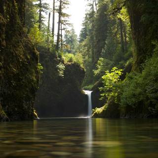 Rainforest desktop wallpaper