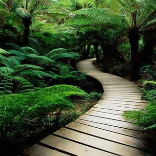 Rainforest desktop wallpaper