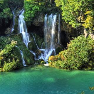 Rainforest desktop wallpaper