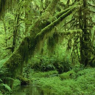 Rainforest desktop wallpaper