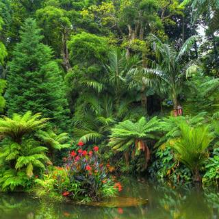 Rainforest desktop wallpaper