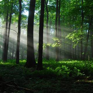 Rainforest desktop wallpaper