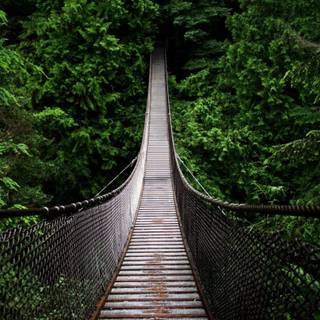 Rainforest desktop wallpaper