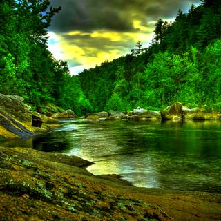 Rainforest desktop wallpaper