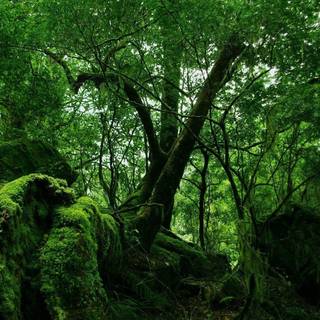 Rainforest desktop wallpaper