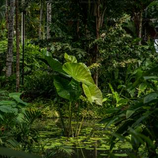 Rainforest wallpaper