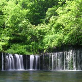 Rainforest desktop wallpaper