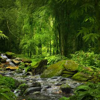 Rainforest desktop wallpaper