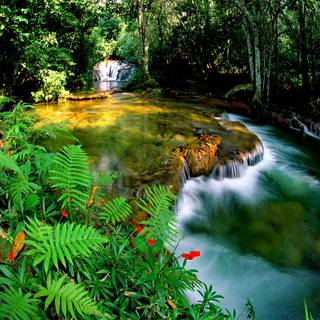 Rainforest desktop wallpaper