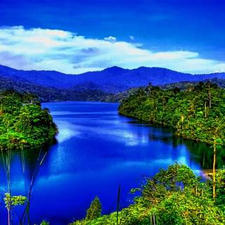 Rainforest desktop wallpaper