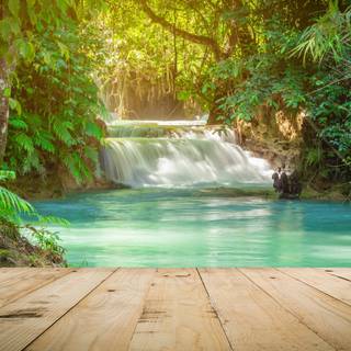 Rainforest desktop wallpaper