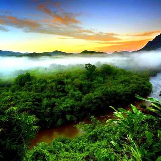 Rainforest desktop wallpaper