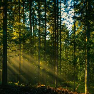 Rainforest desktop wallpaper