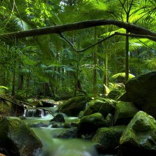 Rainforest desktop wallpaper