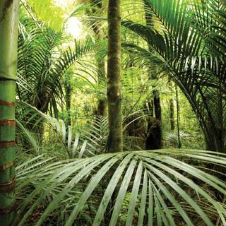 Rainforest desktop wallpaper