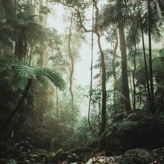 Rainforest wallpaper