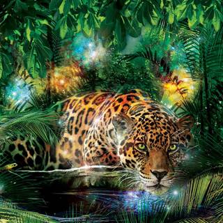 Rainforest desktop wallpaper