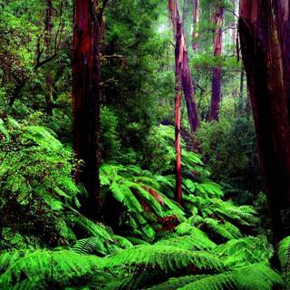 Rainforest desktop wallpaper