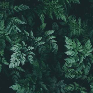 Dark green aesthetic desktop wallpaper