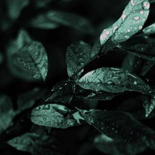 Dark green aesthetic desktop wallpaper