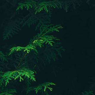 Dark green aesthetic desktop wallpaper