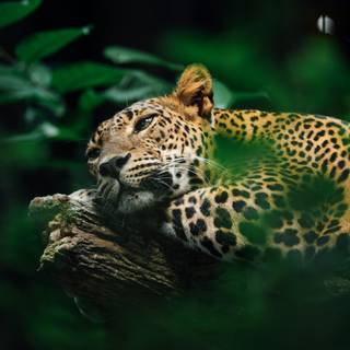 Jaguar desktop wallpaper